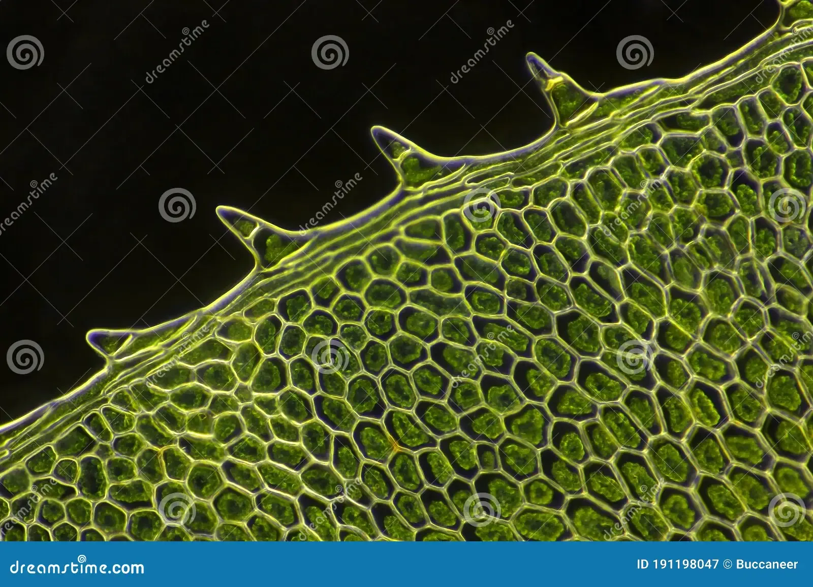 microscopic-view-moss-leaf-plagiomnium-affine-darkfield-illumination-191198047.jpg