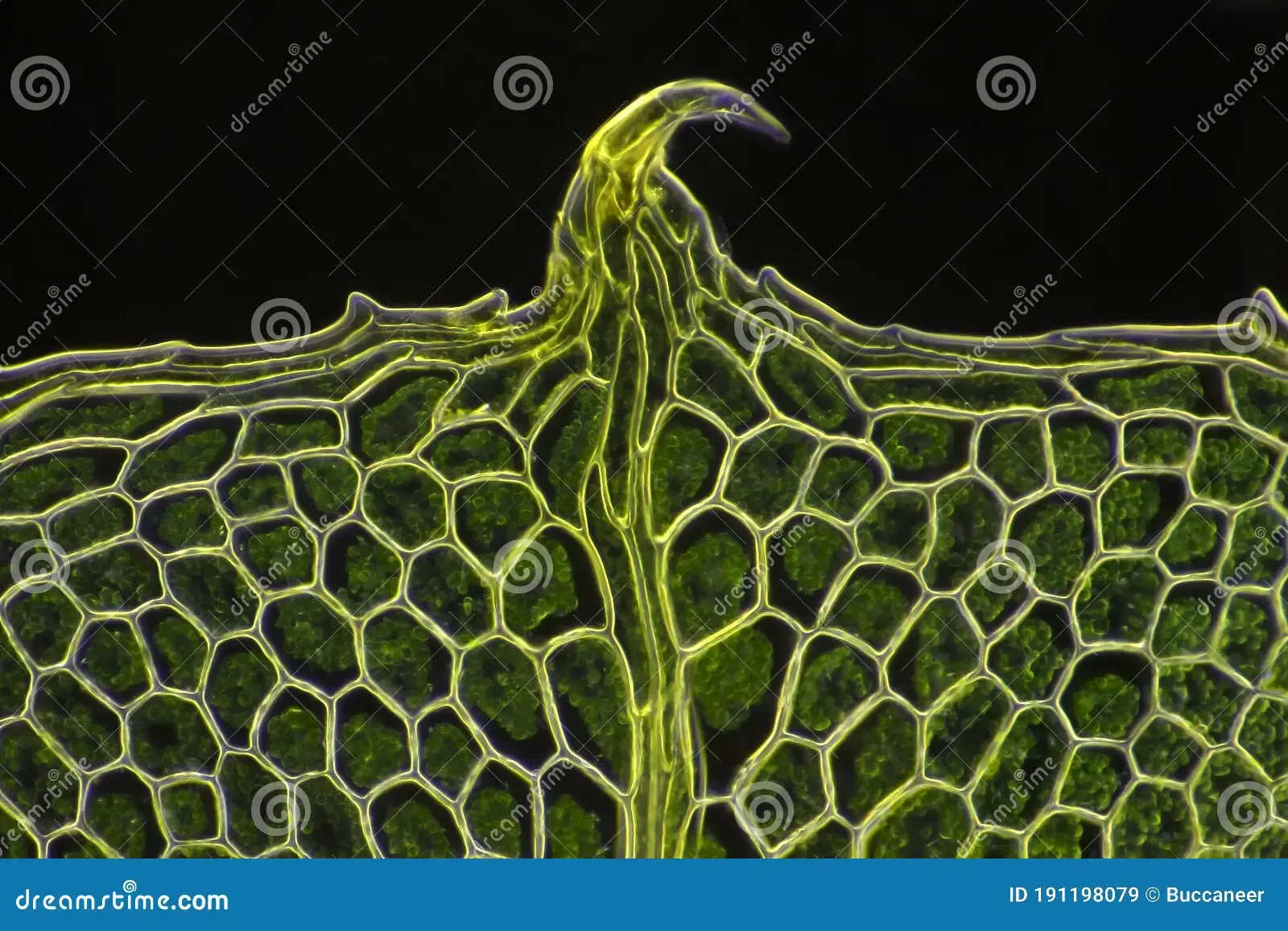 microscopic-view-moss-leaf-plagiomnium-affine-darkfield-illumination-191198079.jpg