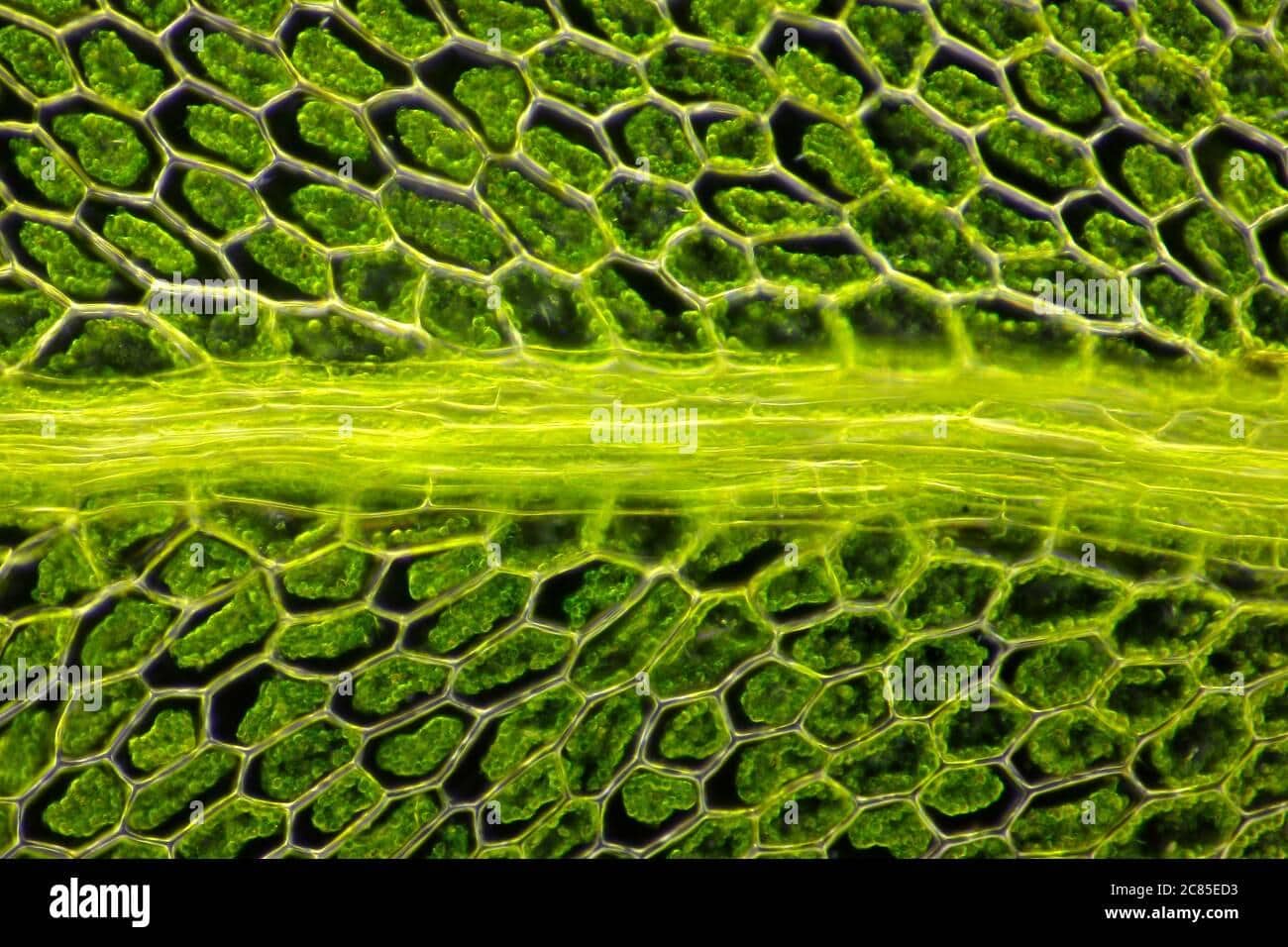 microscopic-view-of-moss-leaf-plagiomnium-affine-darkfield-illumination-2C85ED3.jpg