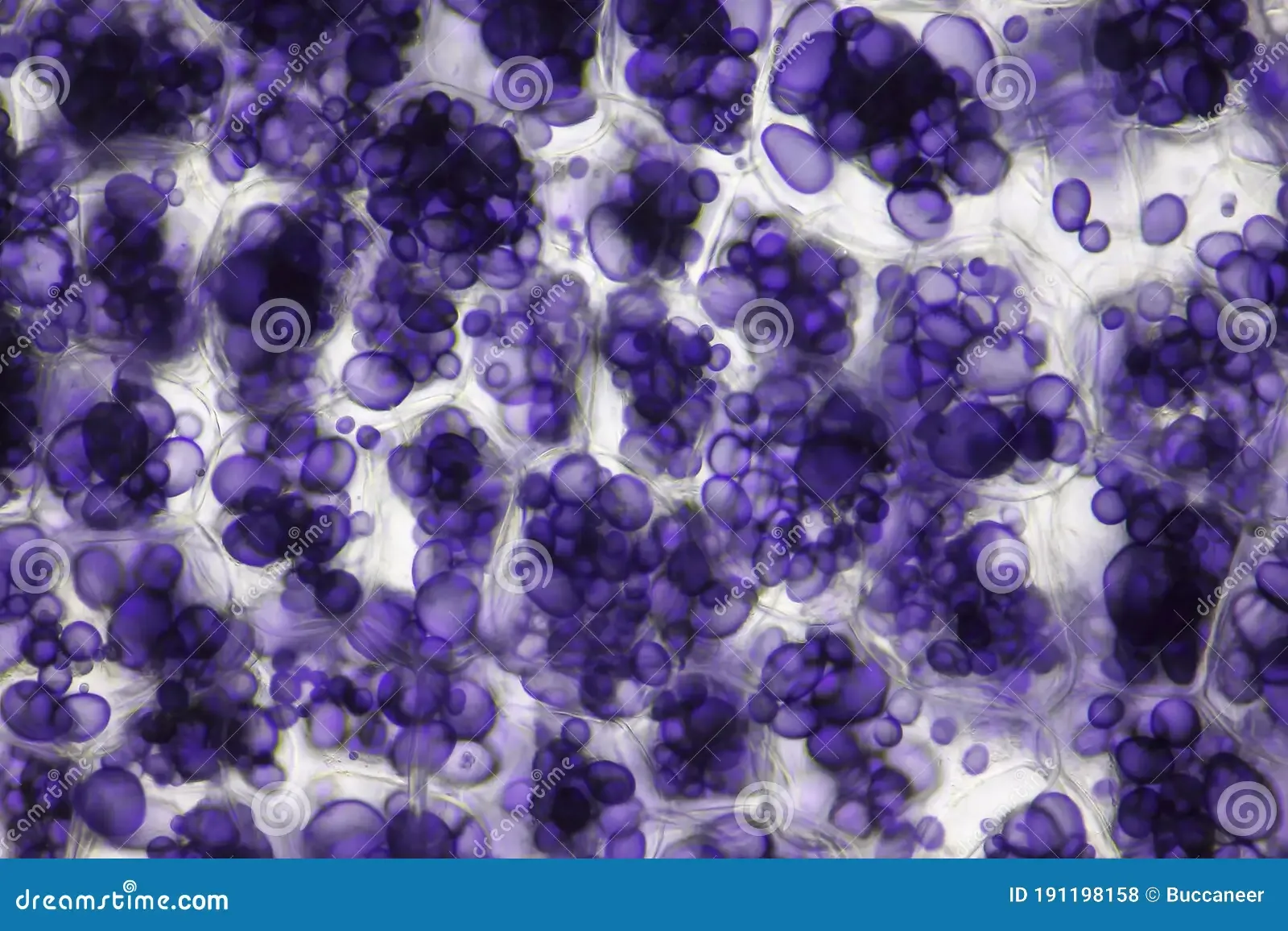 microscopic-view-potato-starch-tuber-cells-iodine-stain-brightfield-illumination-191198158.jpg