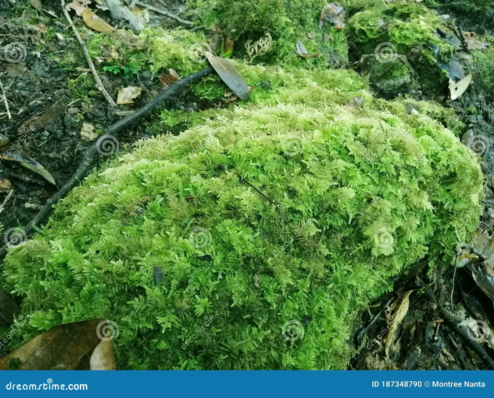 moss-grows-rocks-common-fern-moss-thuidium-delicatulum-mosses-type-bryophyte-which-group-non-vascular-plants-187348790.jpg