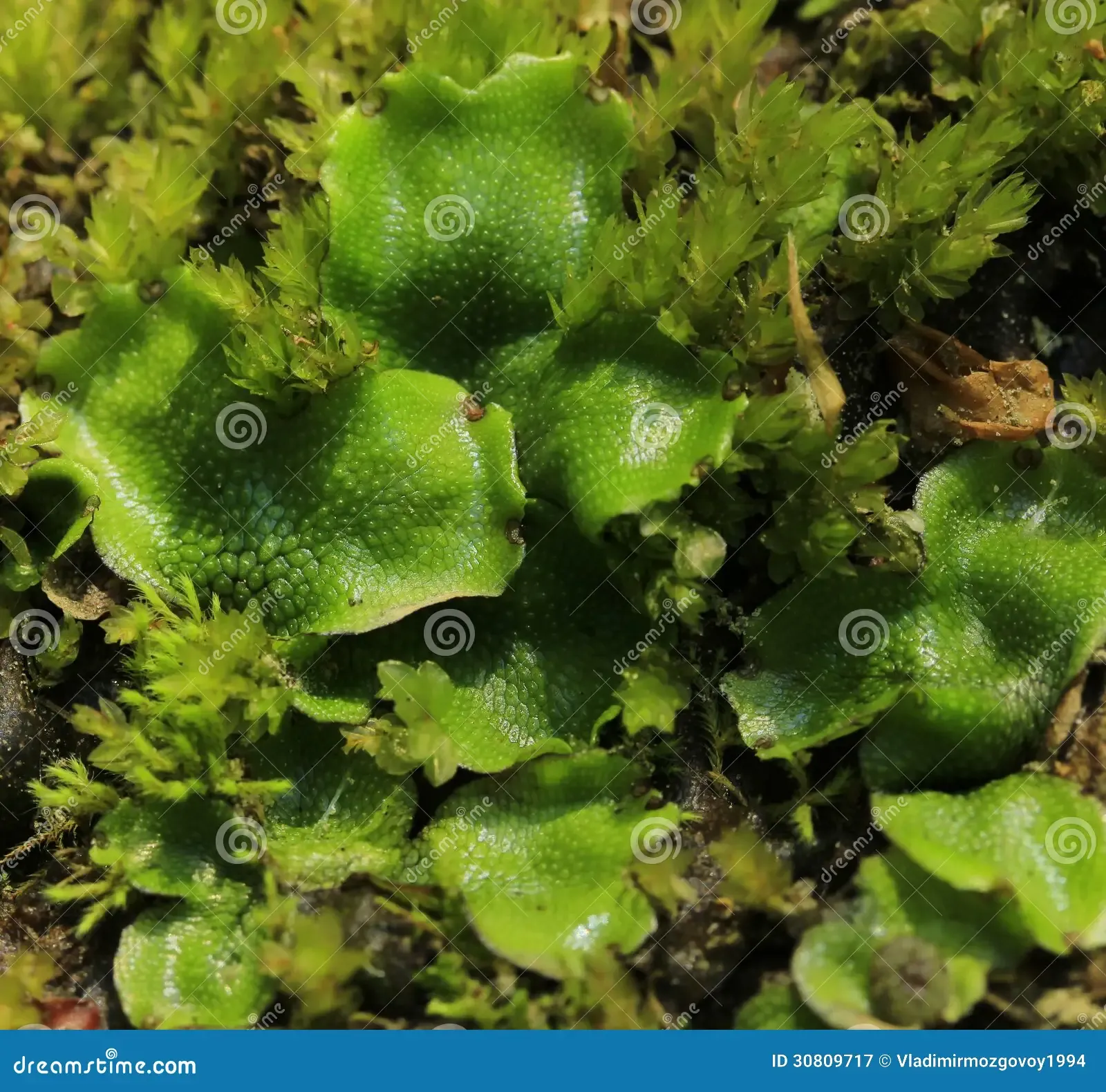 moss-marchantia-polymorpha-growing-stones-mountains-caucasus-30809717.jpg