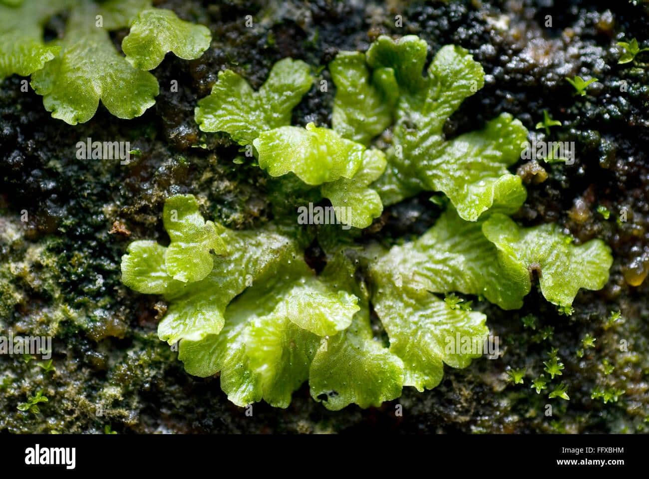 moss-on-wall-monsoon-wet-green-marchantia-sp-bryophyte-FFXBHM.jpg