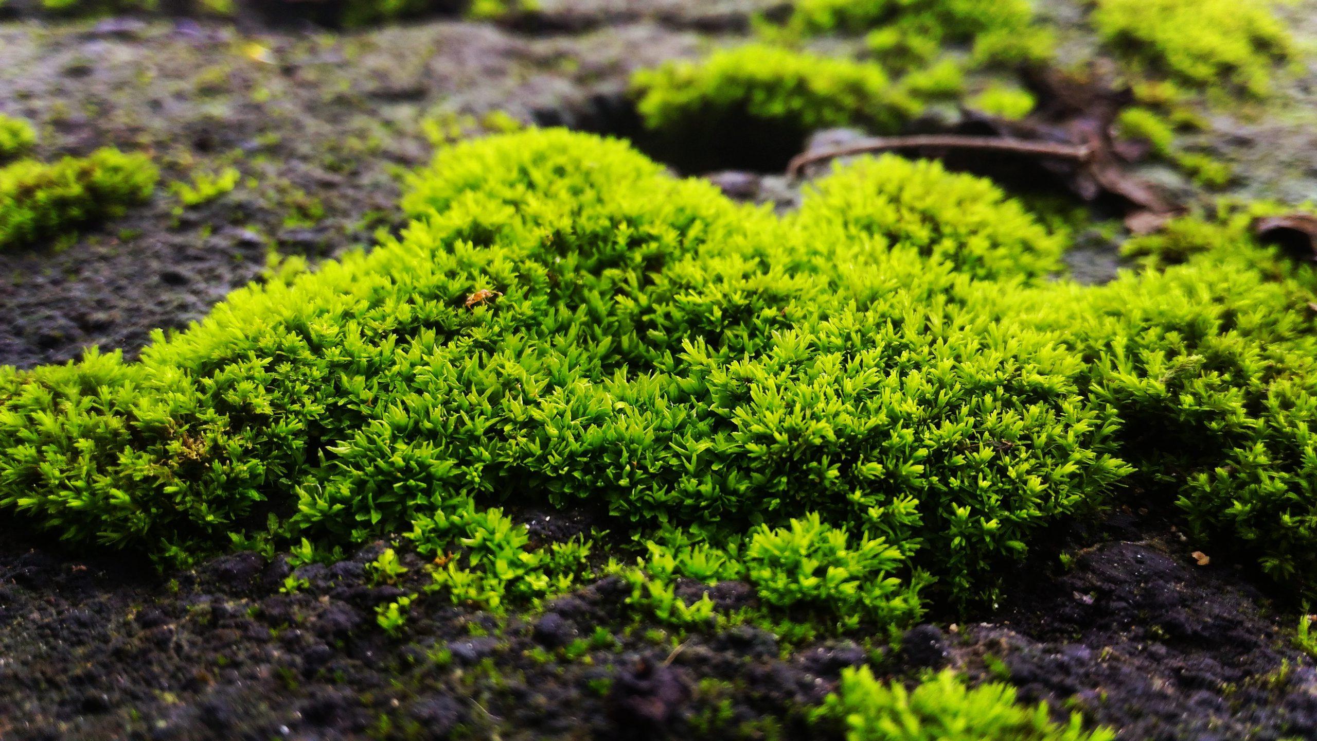 peat-moss-vs-sphagnum-moss-02-closeup-view-scaled.jpeg