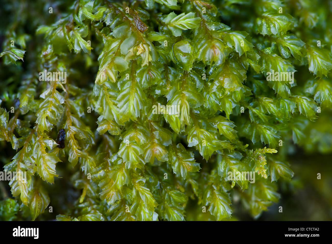 petty-featherwort-plagiochila-exigua-CTCTA2.jpg