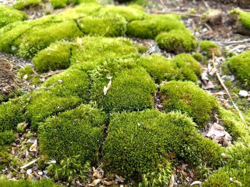 pincushin-moss.jpg