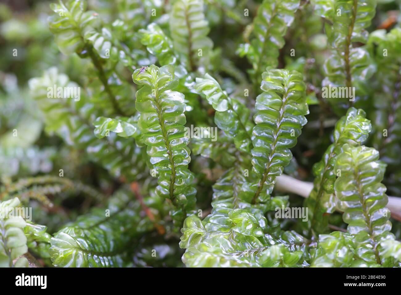 plagiochila-asplenioides-known-as-greater-featherwort-moss-2BE4E90.jpg