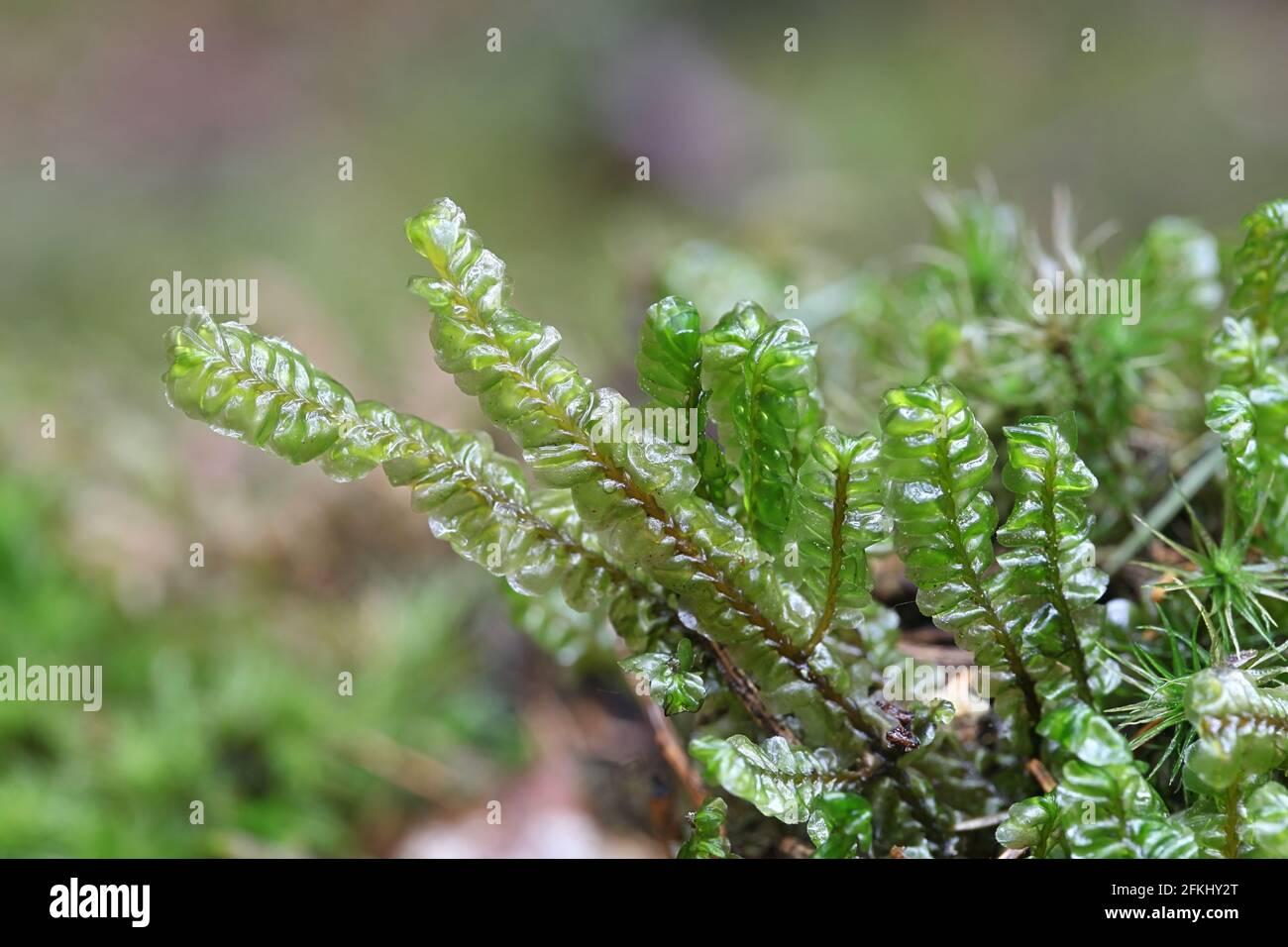 plagiochila-asplenioides-known-as-greater-featherwort-moss-2FKHY2T.jpg