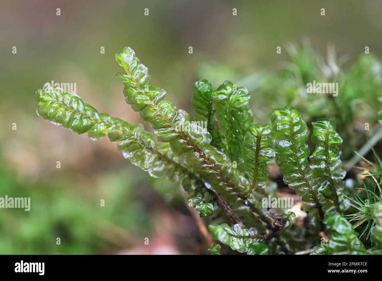 plagiochila-asplenioides-known-as-greater-featherwort-moss-2FMR7CE.jpg