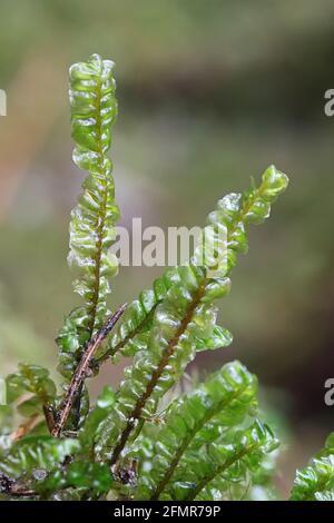 plagiochila-asplenioides-known-as-greater-featherwort-moss-2fmr79p.jpg