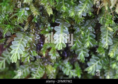 plagiochila-porelloides-commonly-known-as-lesser-featherwort-moss-2fmr7w2.jpg