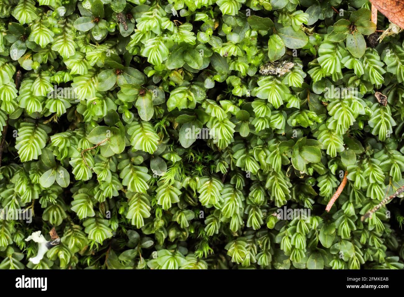 plagiochila-porelloides-moss-growth-2FMKEAB.jpg