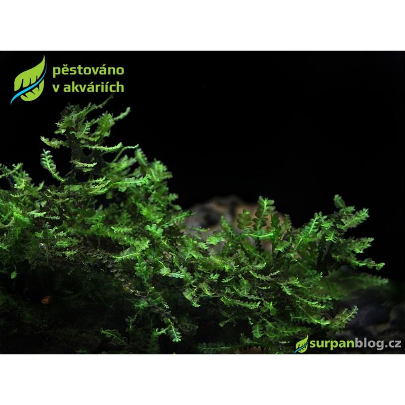 plagiochila-sp-cameroon-moss.jpg