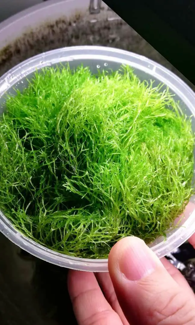 riccia_plus_mossplantsgreen_1607764680_9acfe5c0.jpg