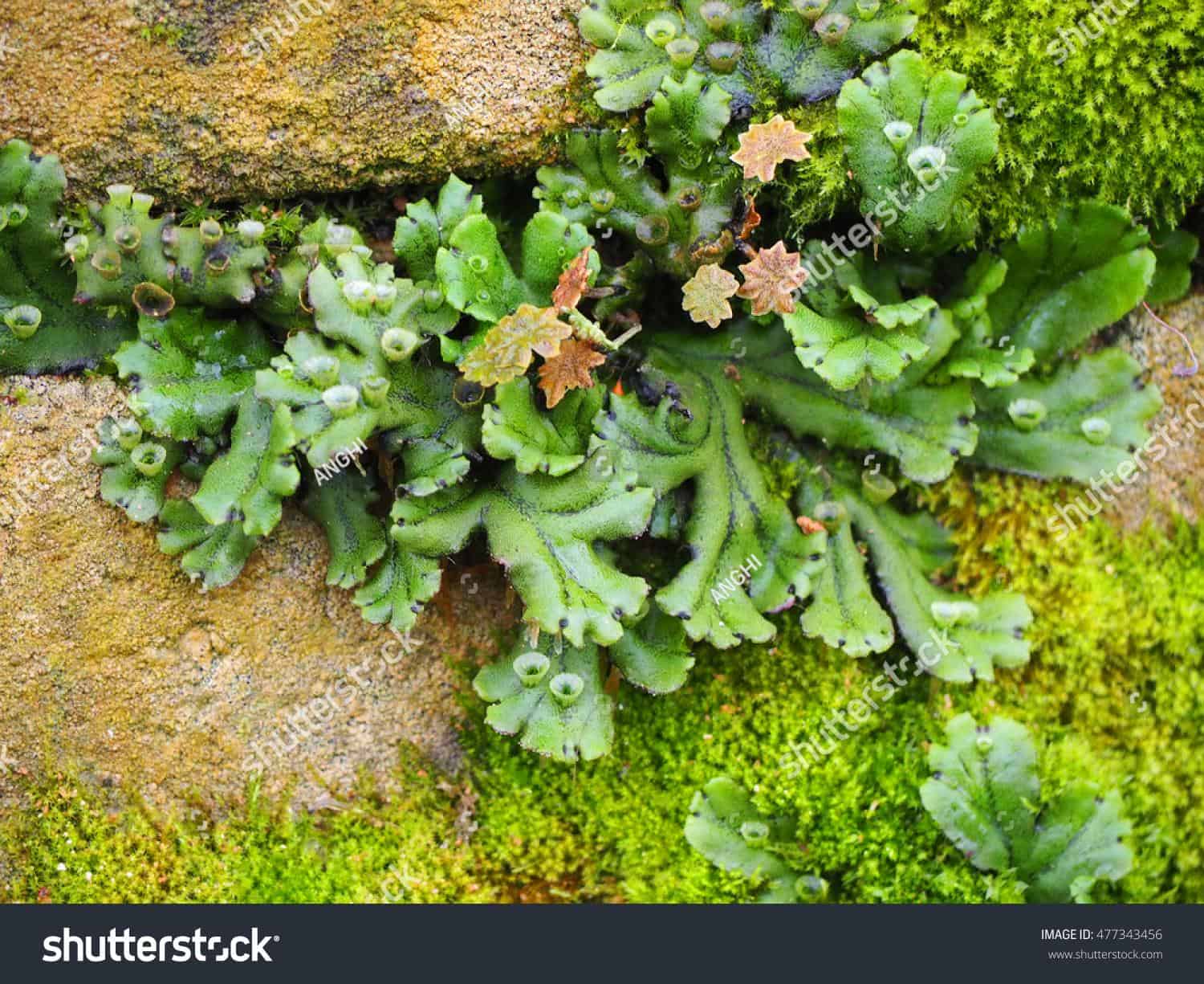 stock-photo-common-liverwort-marchantia-polymorpha-moss-on-the-old-stones-477343456.jpg