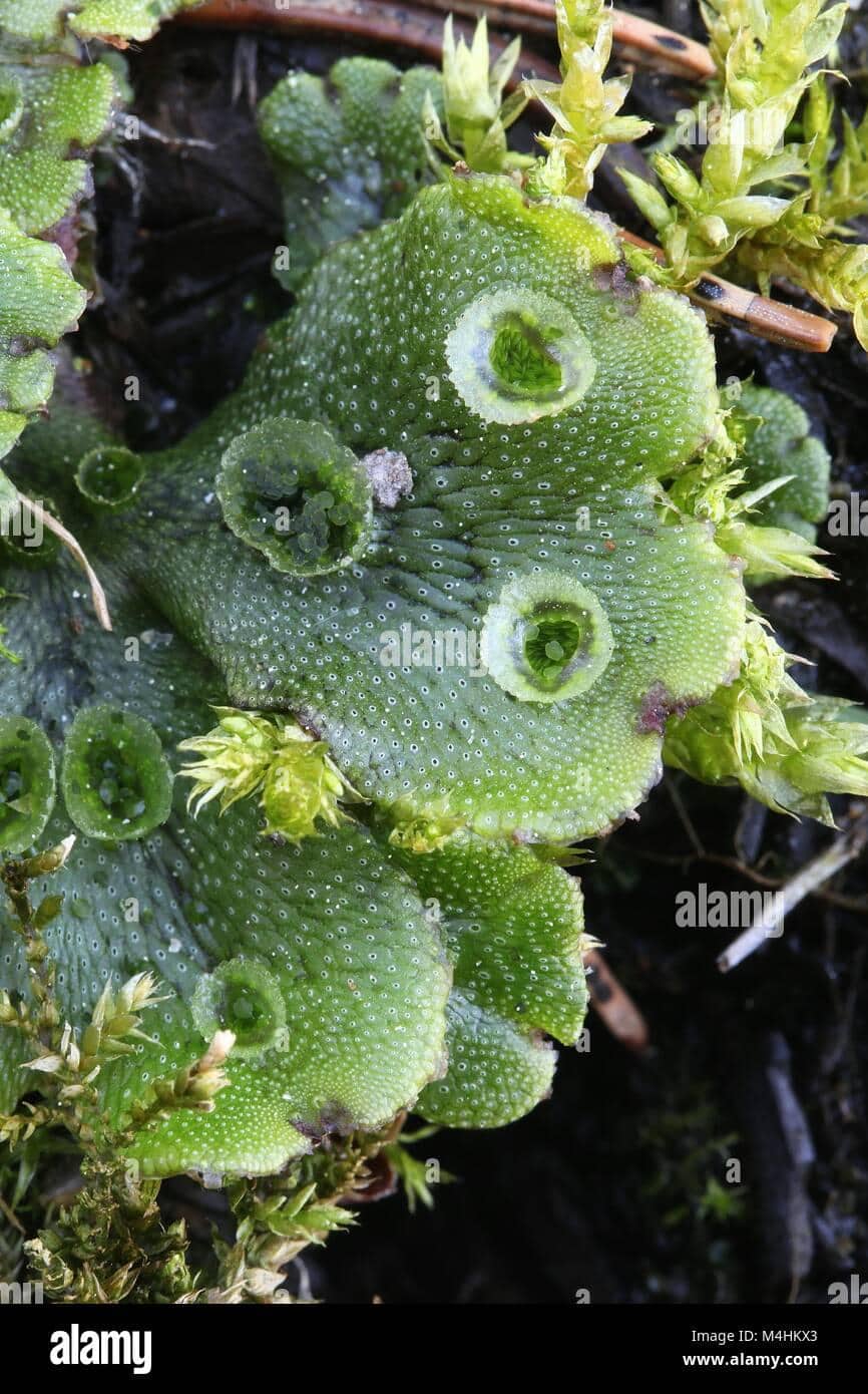 umbrella-liverwort-moss-marchantia-polymorpha-M4HKX3.jpg