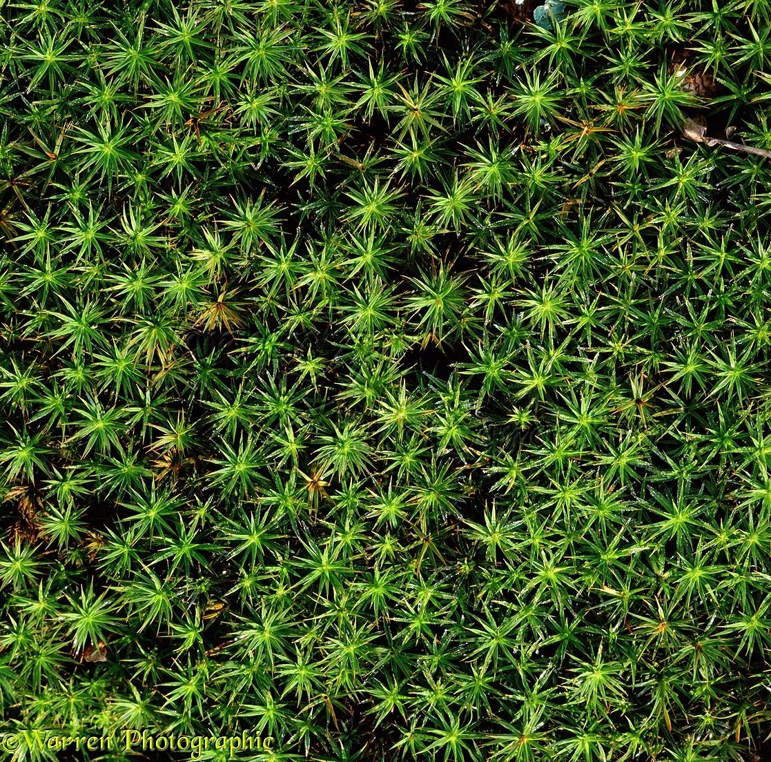 01759-Moss.jpg