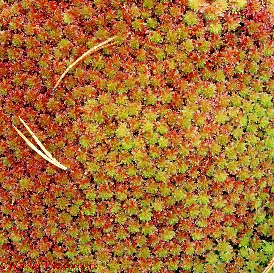 01839-Sphagnum-Moss.jpg