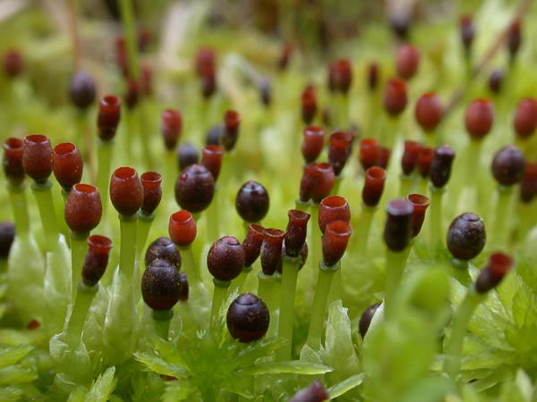 02-15-Sphagnum_fimbriatum.jpg