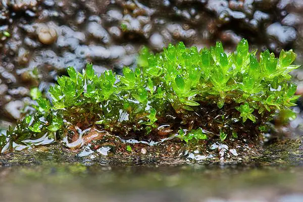 05-31-Bryum-gemmiparum.jpg