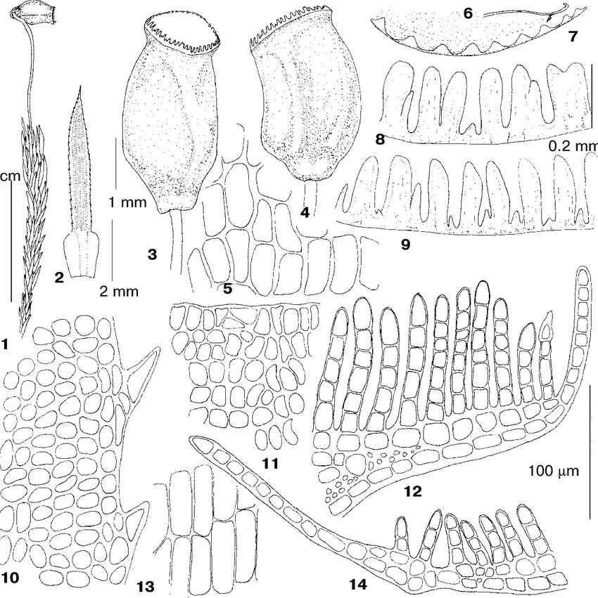 1-13-Polytrichastrum-longisetum-Sw-ex-Brid-G-L-Sm-from-Kayakkatuyarykskij-Creek.png