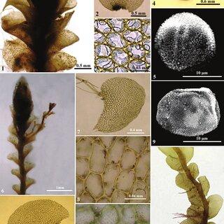 1-5-Solenostoma-baueri-Schiffn-Steph-1-A-portion-of-plant-in-dorsal-view-2-A_Q320.jpg