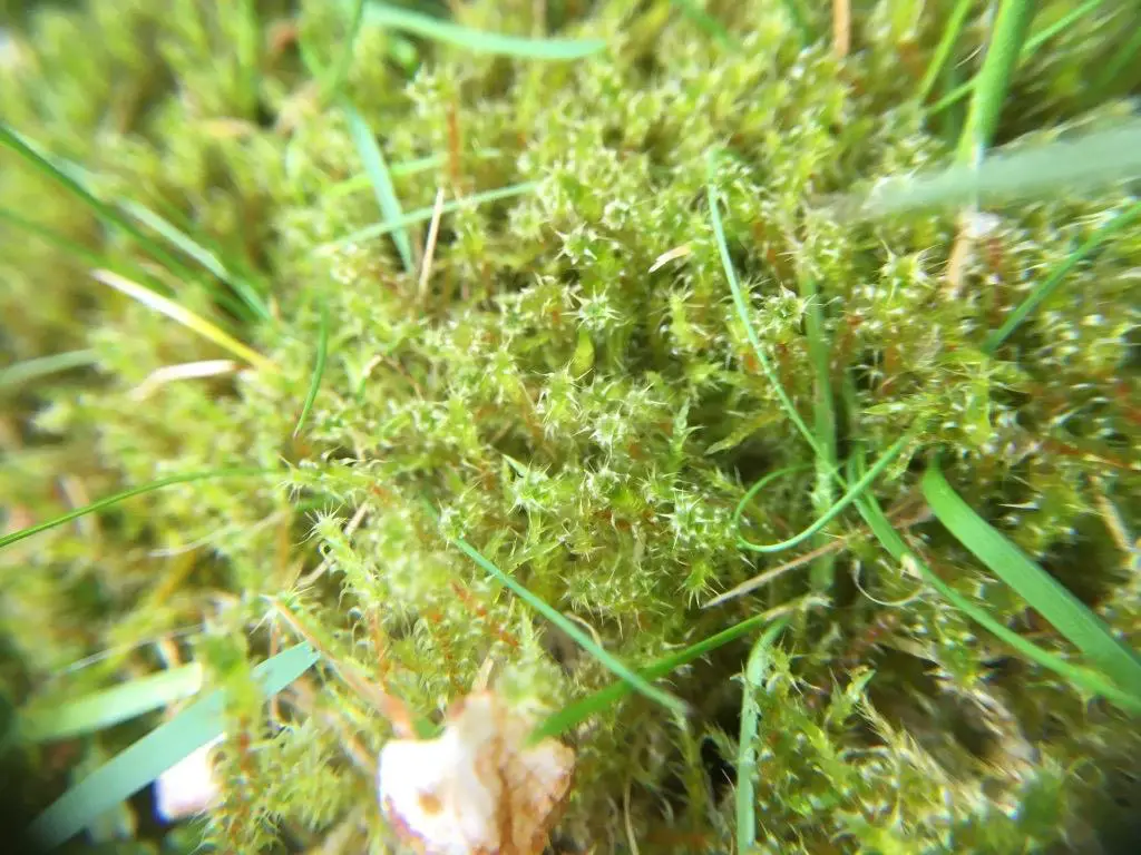 1-Lawn-moss-1.jpg