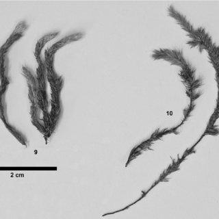 10-Euptychium-piliferum-9-habit-of-sterile-stems-10-habit-of-stems-with_Q320.jpg