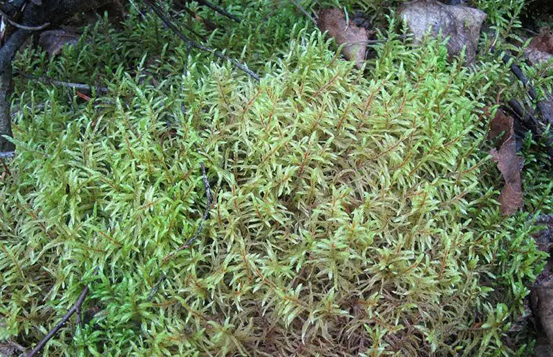 10.-Brown-moss-Pleurozium-schreberi-photo-of-Gilles-Ayotte_800.jpg