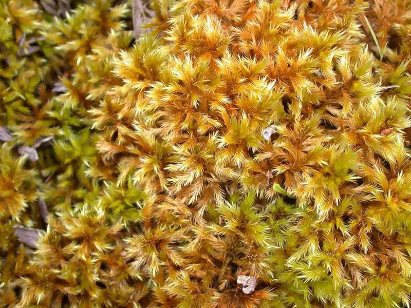 11.-Brown-moss-Tomenthypnum-nitens-photo-of-Gilles-Ayotte_800.jpg