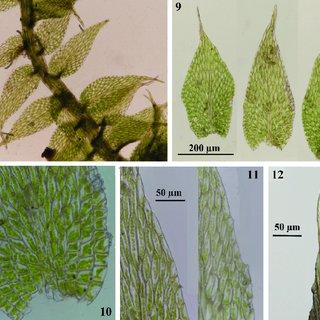 12-Fabronia-australis-Hook-8-Portion-of-branch-9-Leaves-10-Basal-part-of-leaf_Q320.jpg