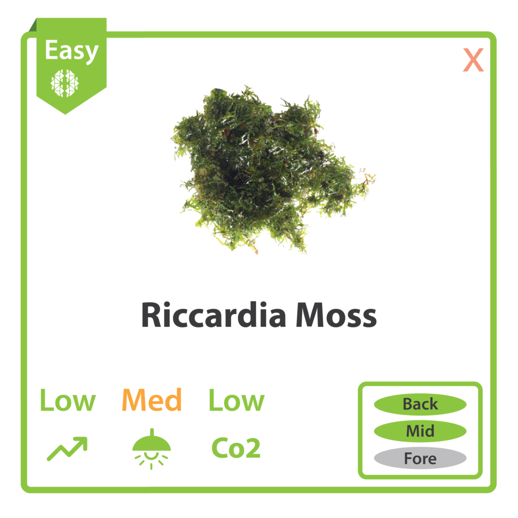 12-Riccardia-Moss-01-1024x1024.png