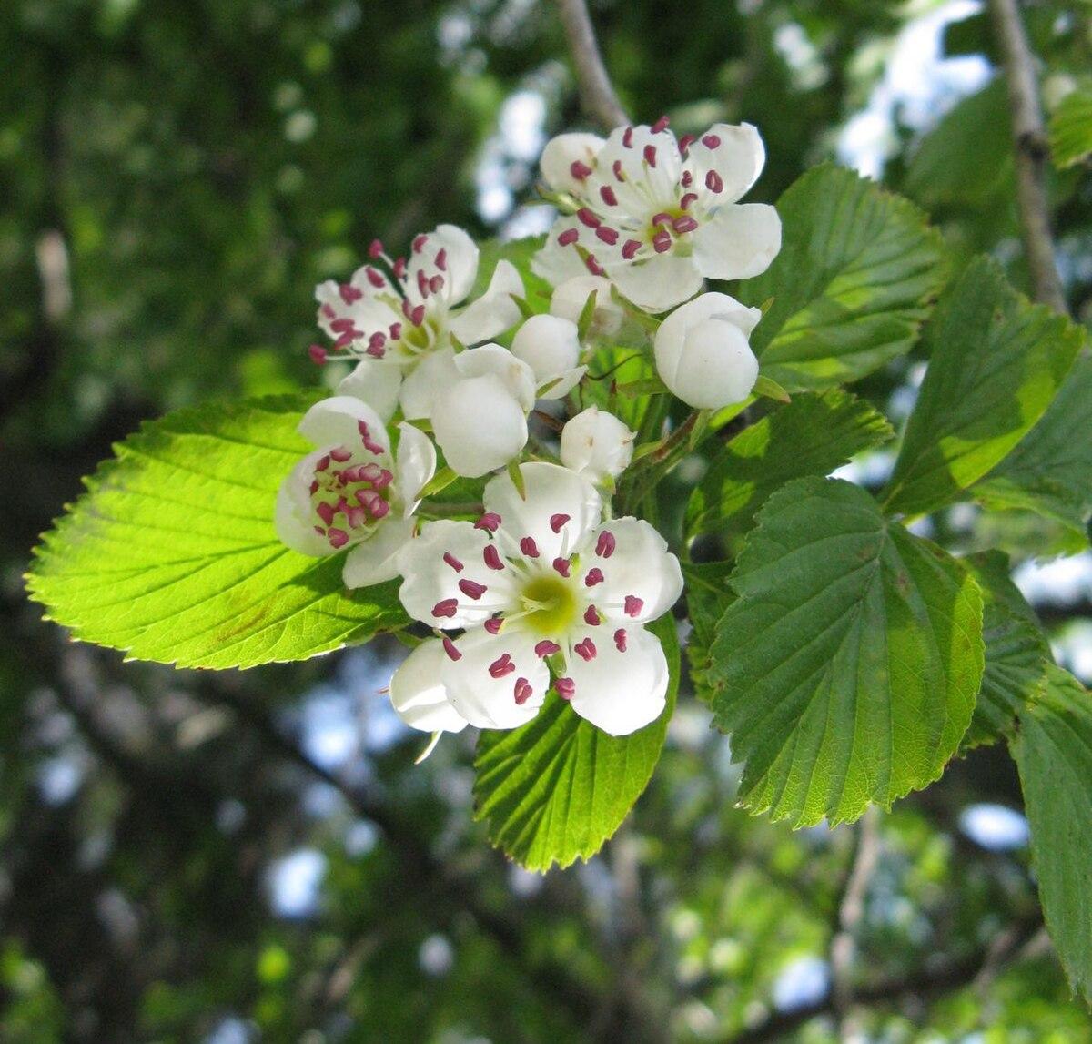 1200px-Crataegus_punctata_flowers_2.jpg