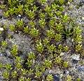 120px-Didymodon_brachyphyllus_(didymodon_moss)_(6920147110).jpg