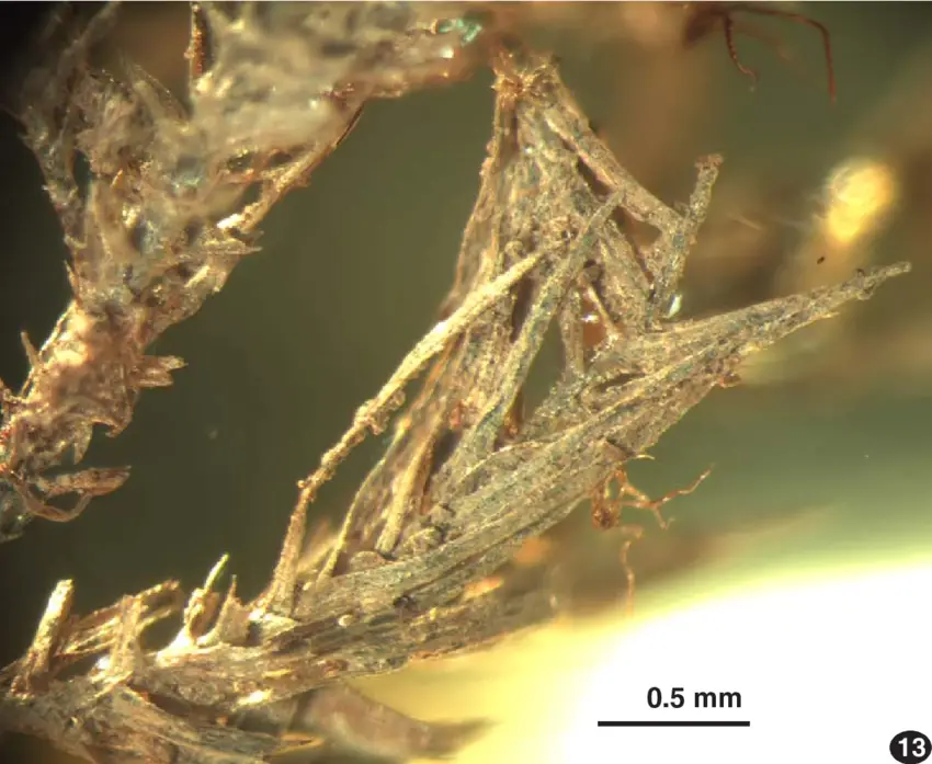 13-Palamocladium-fossile-spnov-from-SIZK-K-10050-F-12-13-stem-with-branches.png