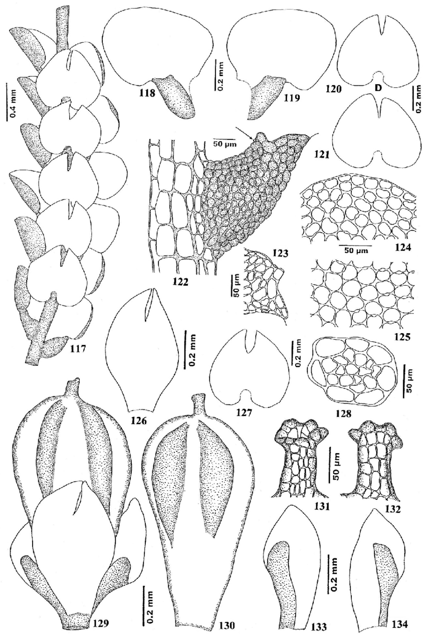 134-Lejeunea-compacta-Steph-Steph-117-Part-of-plant-in-ventral-view-118-119.png