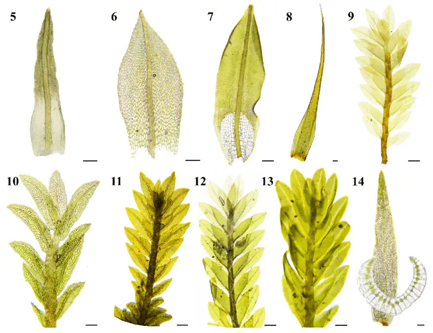 14-Acrocarpic-mosses-of-Chapada-das-Mesas-National-Park-5-Barbula-indica-Hook.png