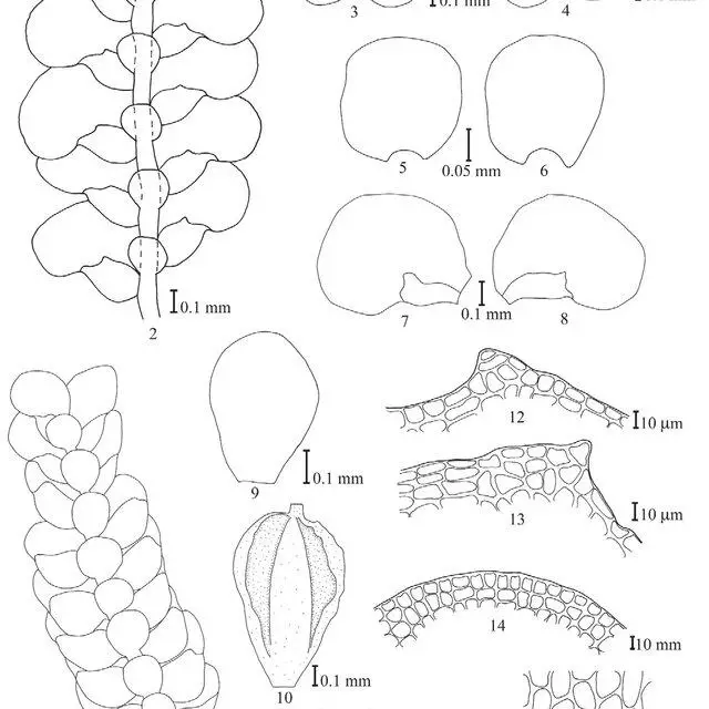 16-Archilejeunea-kiushiana-all-from-Kornochalert-1084-2-Ventral-part-of-plant-3-4_Q640.jpg