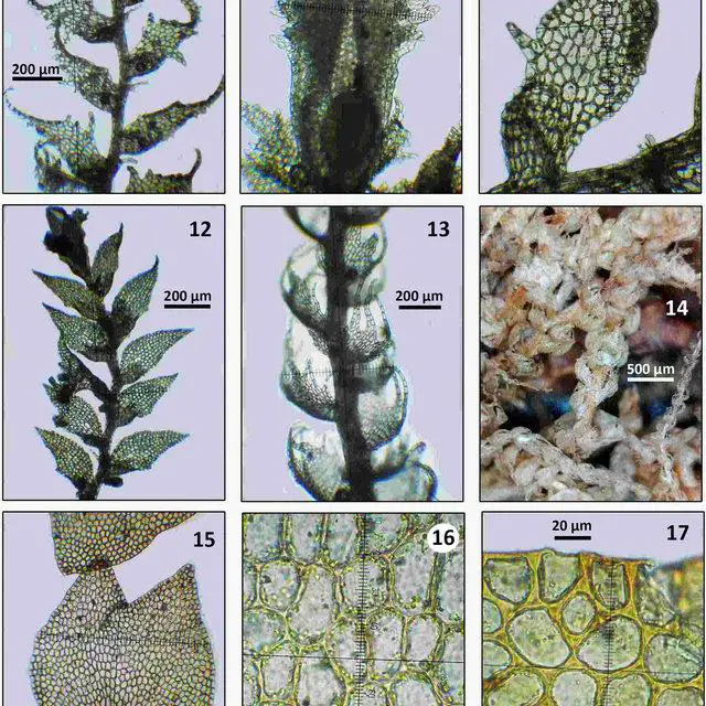 17-9-10-Drepanolejeunea-lichenicola-Spruce-Steph-from-Pocs-1610-AB-habit_Q640.jpg