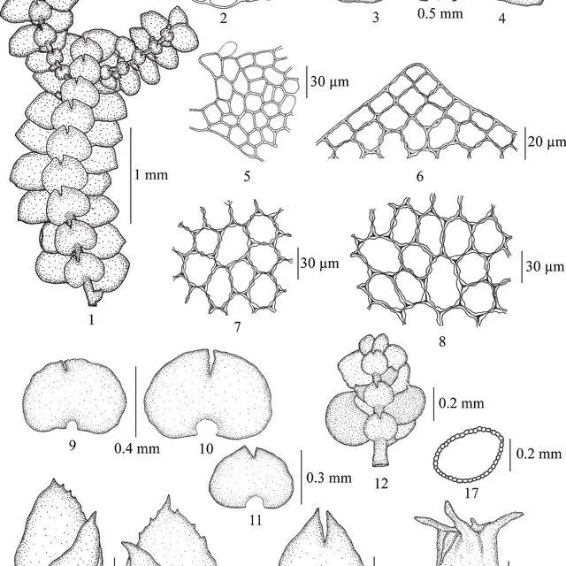 17-Ceratolejeunea-belangeriana-Gottsche-Steph-1-portion-of-plant-2-cross_Q640.jpg