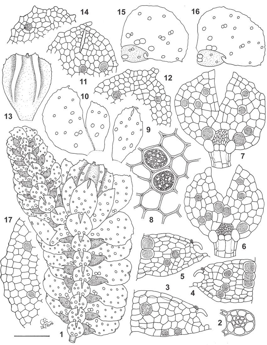 17-Lepidolejeunea-grandiocellata-1-Upper-portion-of-shoot-with-perianth-ventral.png