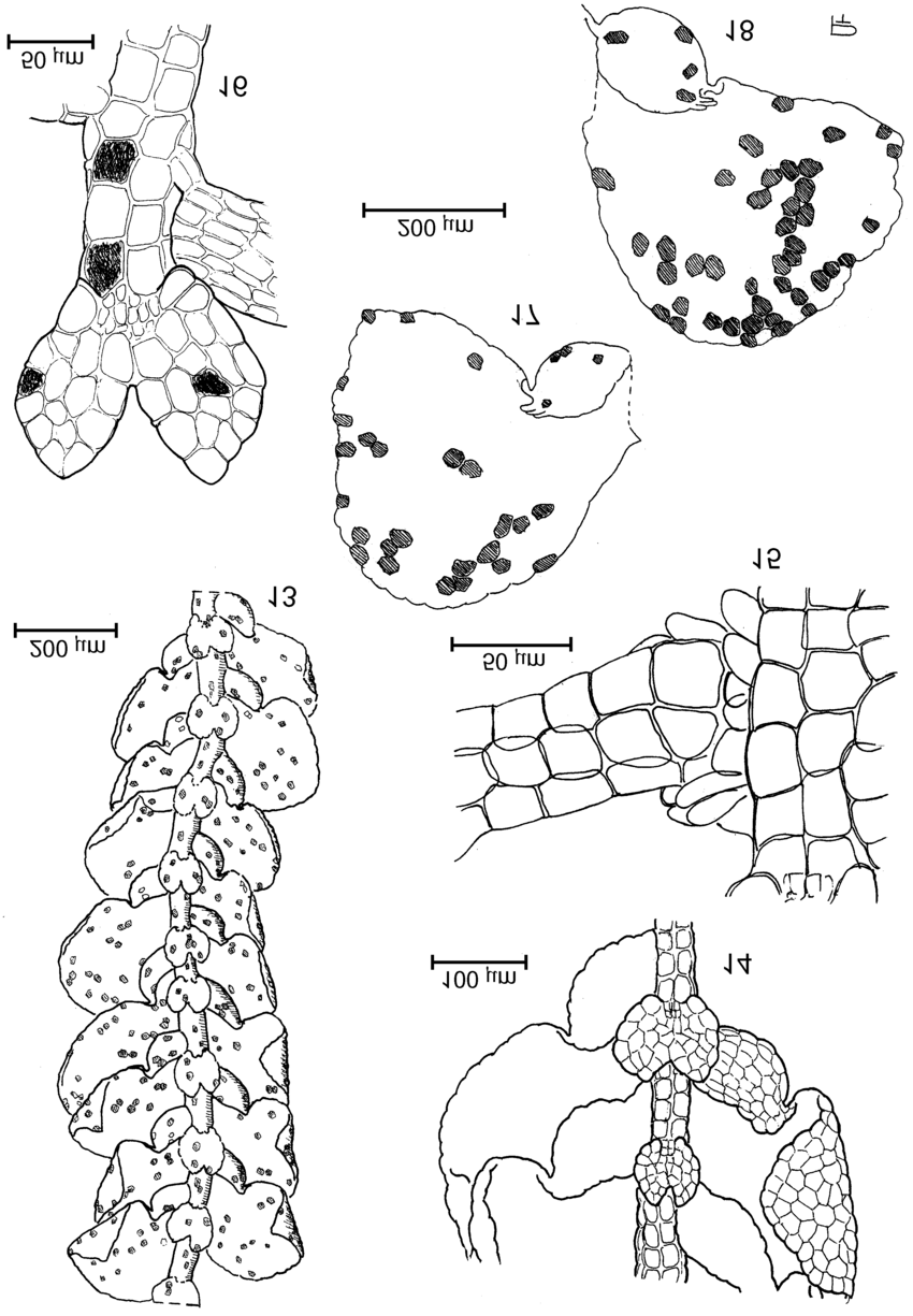 18-Pictolejeunea-piconii-Pocs-13-14-Ventral-view-of-shoot-15-Lejeunea-type.png