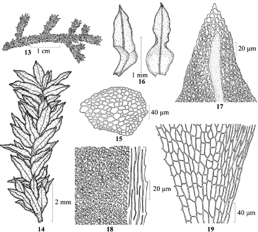 19-Mitthyridium-cardotii-M-Fleisch-H-Rob-13-plant-14-portion-of-plant-15.png