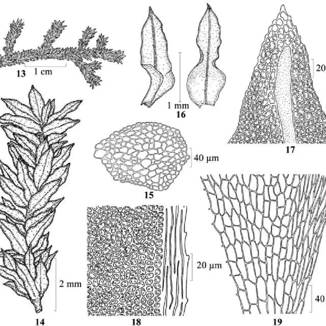 19-Mitthyridium-cardotii-M-Fleisch-H-Rob-13-plant-14-portion-of-plant-15_Q640.jpg