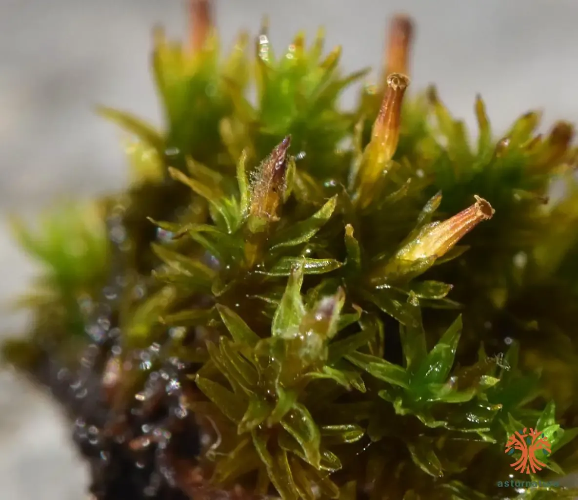 Exploring the Intriguing World of Orthotrichum cupulatum var ...