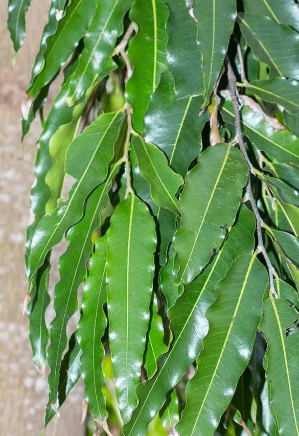 2-Polyalthia-longifolia-585x853.jpg