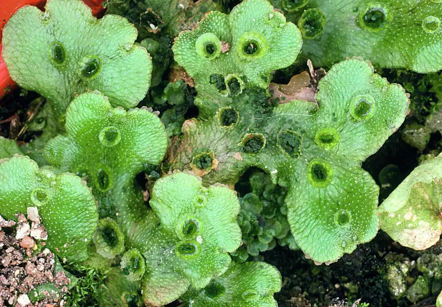 2-liverwort-marchantia-with-gemma-cups-dr-morley-readscience-photo-library.jpg