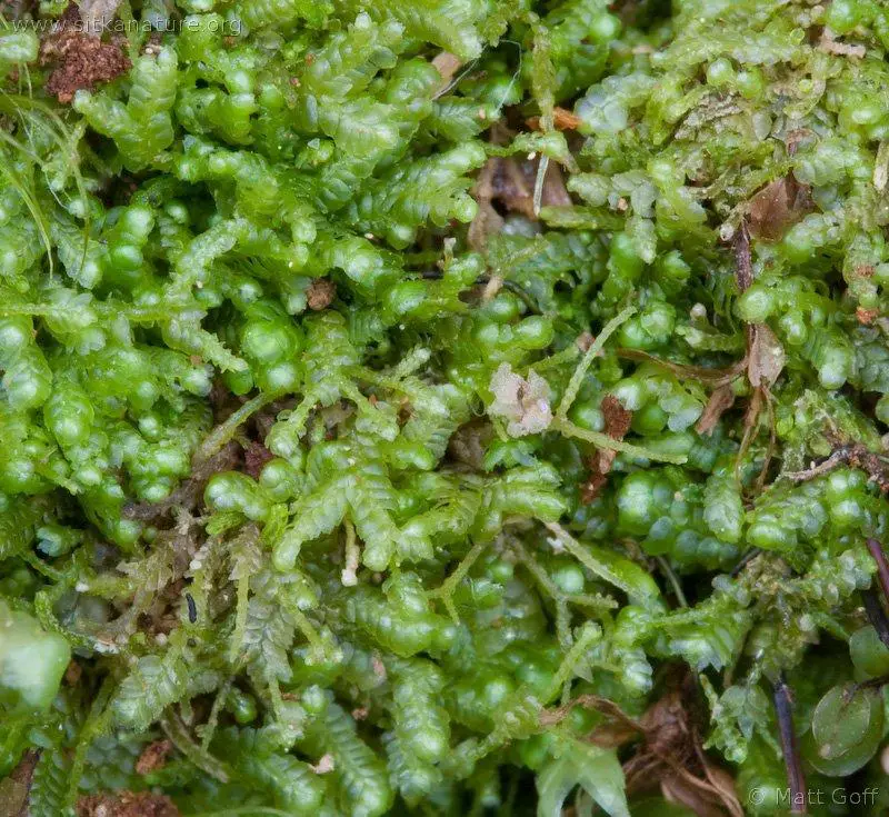 20060616-06-16p06bryophyte.jpg