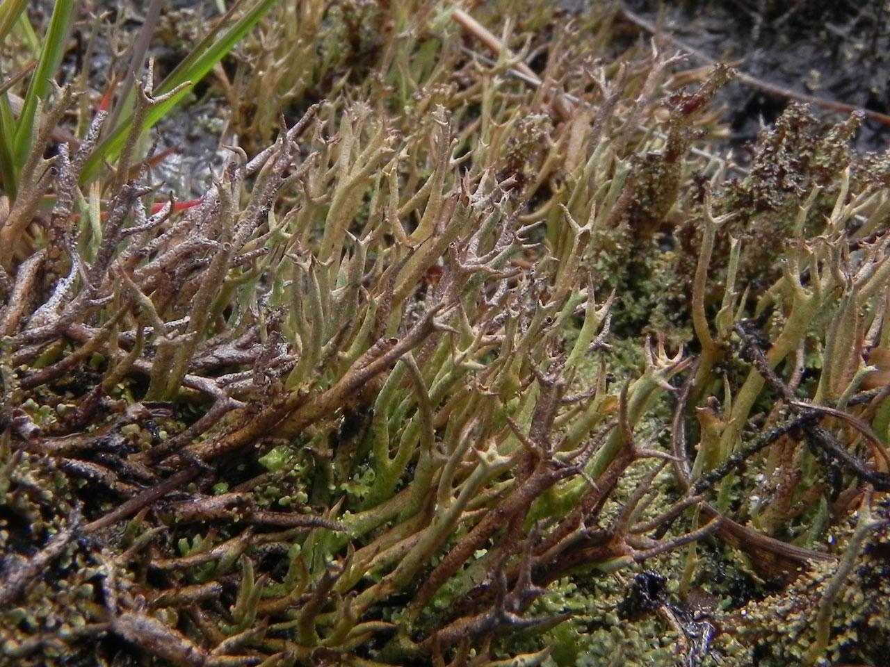 2012-07-14-04-Cladonia-crispata-var-cetrariiformis.jpg