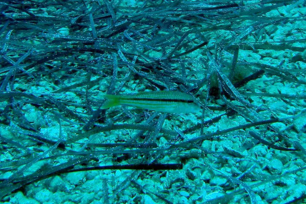 20150520-S592-Mullus-surmuletus-Striped-mullet-Mul-vis-DamnoniOldHarbour-Kreta-GR.jpg